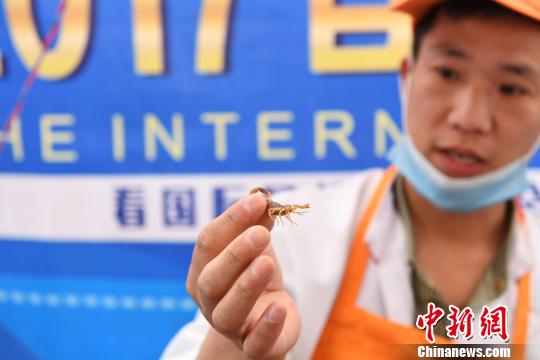 圖為泰國(guó)昆蟲宴老板表演生吃昆蟲。 楊艷敏 攝