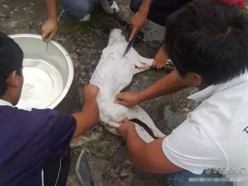 網(wǎng)曝男子虐殺狗照片,回應(yīng)稱(chēng)關(guān)你屁事。