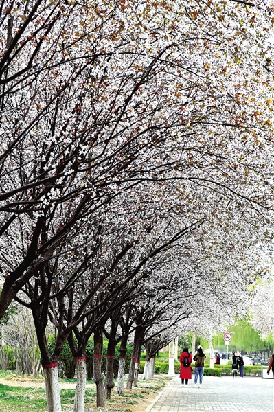 游客太多高校無奈限車限人 免費看花你夠文明嗎?