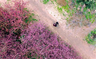 游客太多高校無奈限車限人 免費看花你夠文明嗎?