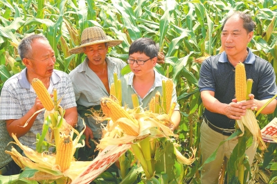 汝陽田間推介會成農民“好集市”