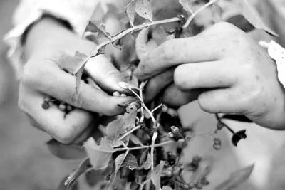 “花椒女孩”的勵志暑假走紅網絡