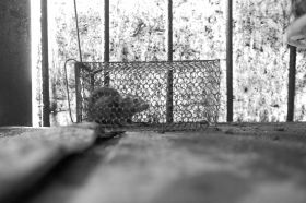 6月16日,長沙三興小區,制作鹵菜的黑作坊里居然有一只被關在籠子里的